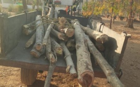 सागौन और हल्दू की लकड़ी का अवैध परिवहन करते ट्रैक्टर जप्त, वन विकास निगम की बड़ी कार्रवाई