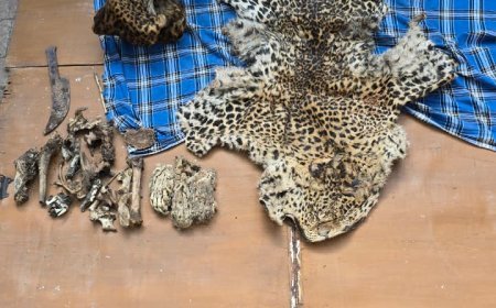 कवर्धा में तेंदुआ खाल तस्करी का भंडाफोड़, 5 आरोपी गिरफ्तार