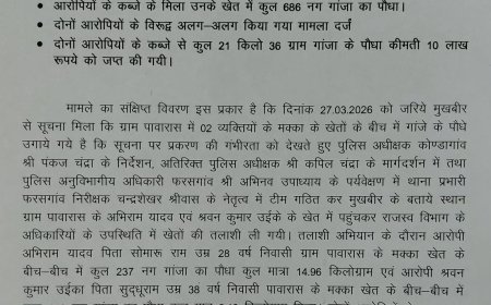 कोंडागांव में अवैध गांजा खेती का भंडाफोड़, 686 पौधों के साथ दो आरोपी गिरफ्तार