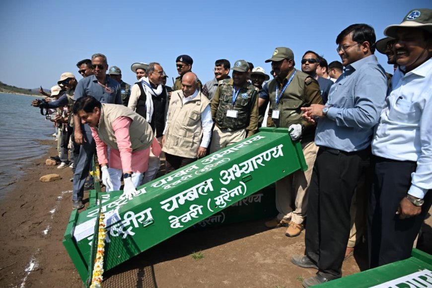 कूनो नदी में 53 घड़ियाल और 25 कछुओं का पुनर्वास, मुख्यमंत्री डॉ. मोहन यादव ने किया रिलीज कार्यक्रम