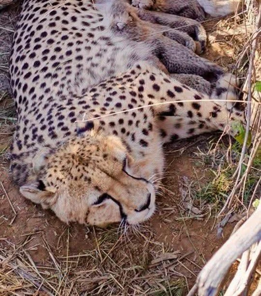 कूनो नेशनल पार्क से बड़ी खुशखबरी: मादा चीता ‘ज्वाला’ ने 5 शावकों को दिया जन्म, भारत में चीतों की संख्या 53 पहुंची
