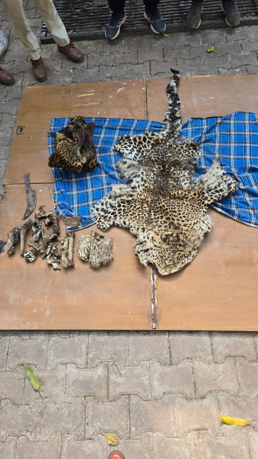 कवर्धा में तेंदुआ खाल तस्करी का भंडाफोड़, 5 आरोपी गिरफ्तार