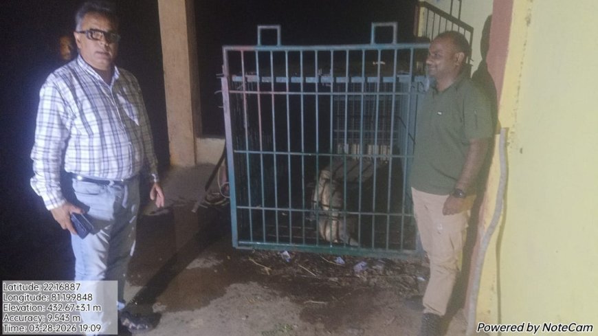 समनापुर में आक्रामक हनुमान लंगूर का सफल रेस्क्यू, वन विभाग की त्वरित कार्रवाई से टला बड़ा खतरा