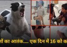 तखतपुर में आवारा कुत्तों का आतंक: एक दिन में 16 लोग घायल, बच्चों में दहशत