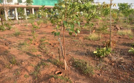 बालोद में पौधों को बचाने अनोखी पहल, मिट्टी के घड़ों से हो रही सिंचाई