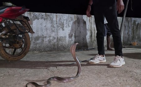 कोरबा में घर के अंदर बाइक में छिपा मिला कोबरा, रेस्क्यू टीम ने बचाई जान