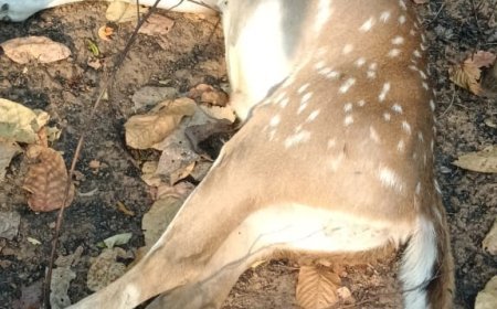 वन परिक्षेत्र पेंड्रा में हिरण का शिकार, तीन आरोपी गिरफ्तार; सिंग और मांस बरामद