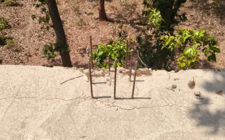 कोरबा में वॉच टॉवर निर्माण पर सवाल: घटिया गुणवत्ता के आरोप, मजदूर हादसे से बढ़ी चिंता