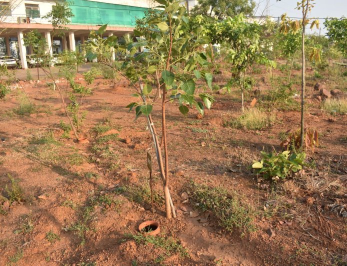 बालोद में पौधों को बचाने अनोखी पहल, मिट्टी के घड़ों से हो रही सिंचाई