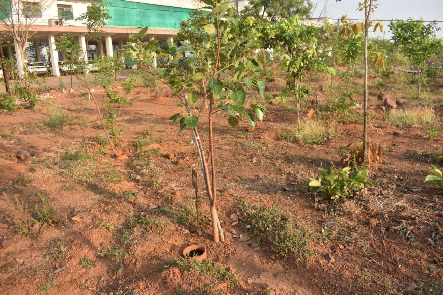 बालोद में पौधों को बचाने अनोखी पहल, मिट्टी के घड़ों से हो रही सिंचाई