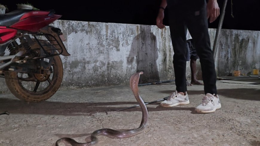 कोरबा में घर के अंदर बाइक में छिपा मिला कोबरा, रेस्क्यू टीम ने बचाई जान