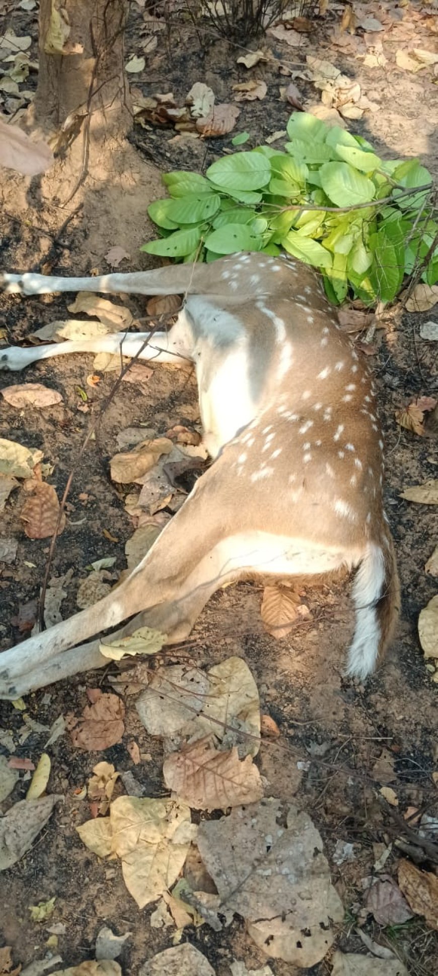 वन परिक्षेत्र पेंड्रा में हिरण का शिकार, तीन आरोपी गिरफ्तार; सिंग और मांस बरामद