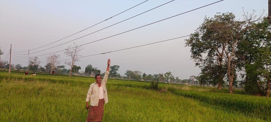 ओरमा में बिजली विभाग की लापरवाही, खेतों के ऊपर 7 फीट पर झूल रही लाइन से किसानों की जान खतरे में