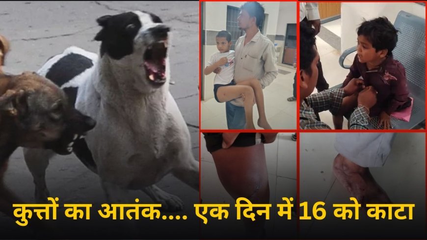 तखतपुर में आवारा कुत्तों का आतंक: एक दिन में 16 लोग घायल, बच्चों में दहशत