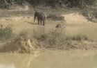 धर्मजयगढ़ में फिर हाथी शावक की मौत, वन विभाग की कार्यप्रणाली पर उठे सवाल