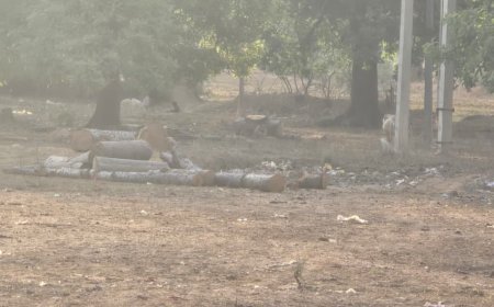 कोरबा में अवैध पेड़ कटाई का खुलासा, जंगलों में धड़ल्ले से चल रही हरे पेड़ों की कटाई