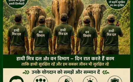 उदंती-सीतानदी टाइगर रिजर्व में दंतेल हाथियों के कारण मुख्य मार्ग एक घंटे रहा बाधित, वन विभाग ने संभाली स्थिति