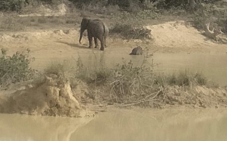 धर्मजयगढ़ में फिर हाथी शावक की मौत, वन विभाग की कार्यप्रणाली पर उठे सवाल