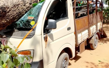 गरियाबंद के सुशासन तिहार में बड़ा हादसा टला, पीपल का पेड़ गिरने से 7 घायल