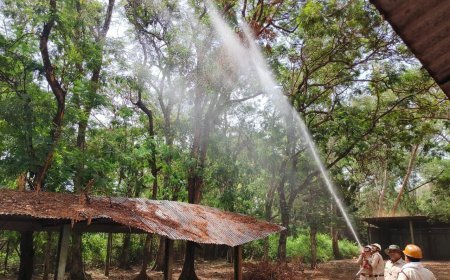 बालोद में गर्मी का कहर, पेड़ों से गिरकर मर रहे सैकड़ों चमगादड़