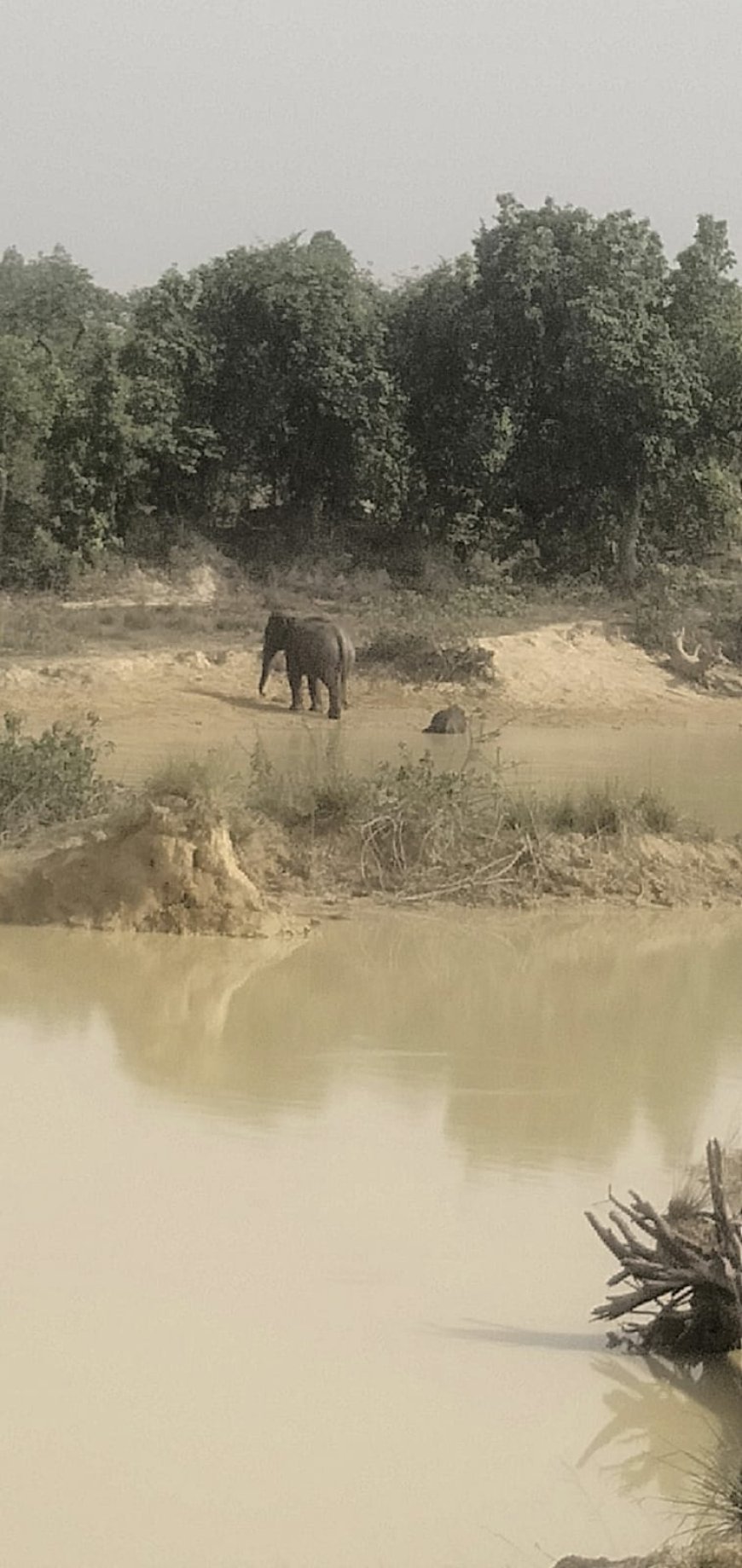 धर्मजयगढ़ में फिर हाथी शावक की मौत, वन विभाग की कार्यप्रणाली पर उठे सवाल