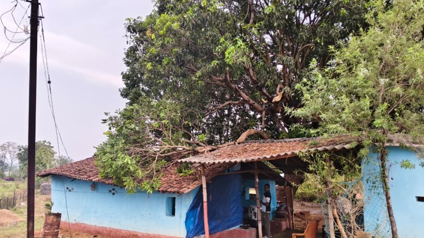 जशपुर के लोदाम में तेज आंधी और ओलावृष्टि से भारी नुकसान, वज्रपात से 6 मवेशियों की मौत