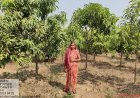 विश्व पर्यावरण दिवस पर रायगढ़ में हरित विकास का महाअभियान, जल संरक्षण और वृक्षारोपण को मिलेगी नई गति