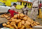 एमसीबी में पुलिस की बड़ी कार्रवाई, दो कारों से 5.70 क्विंटल गांजा जब्त