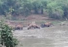 खड़ामाचा के तालाब में उतरा 30 हाथियों का दल, शावकों संग अठखेलियों का मनमोहक दृश्य