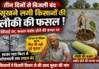 तीन दिनों से बिजली बंद, सिंचाई ठप होने से सूखने लगी किसानों की लौकी की फसल