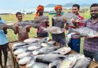 नीली क्रांति से बदल रही ग्रामीण तस्वीर, मछली पालन बना रोजगार और आत्मनिर्भरता का मजबूत आधार