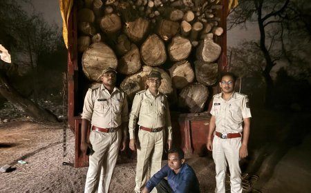 दुर्ग के ग्रामीण इलाकों में सक्रिय लकड़ी तस्कर, अब आम के फलदार पेड़ों पर भी मंडराया खतरा