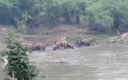 खड़ामाचा के तालाब में उतरा 30 हाथियों का दल, शावकों संग अठखेलियों का मनमोहक दृश्य