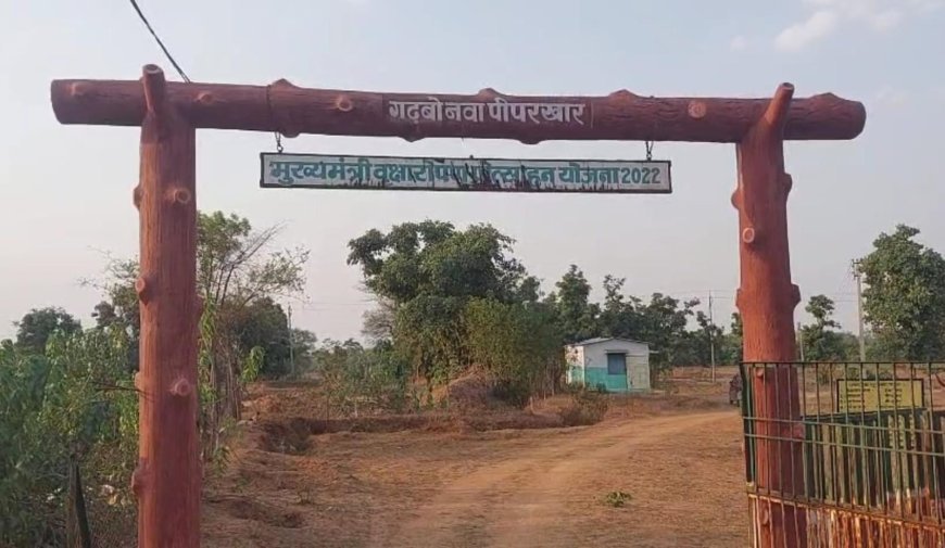 मुख्यमंत्री वृक्षारोपण योजना पर सवाल: 9 लाख खर्च, फिर भी सूख गए पौधे