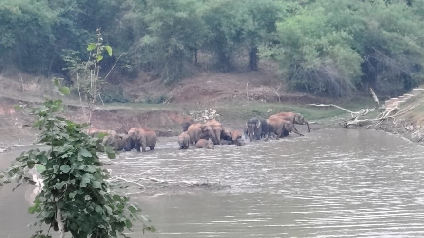 खड़ामाचा के तालाब में उतरा 30 हाथियों का दल, शावकों संग अठखेलियों का मनमोहक दृश्य