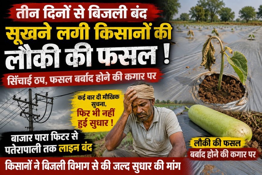 तीन दिनों से बिजली बंद, सिंचाई ठप होने से सूखने लगी किसानों की लौकी की फसल