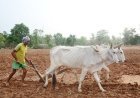 मानसून के साथ खेती ने पकड़ी रफ्तार, प्रदेश में 6.25 लाख हेक्टेयर में बोनी पूरी