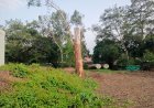 बिना अनुमति पेड़ कटाई का आरोप, चांदामेटा में वन विभाग और WCL कर्मचारियों पर उठे सवाल
