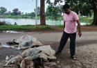 बालोद में तेज रफ्तार वाहनों का कहर, दो अलग-अलग हादसों में दो गौवंश की मौत