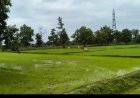 छोटेडोंगर में आवारा पशुओं का कहर, किसानों की फसल बर्बाद; कार्रवाई की मांग तेज