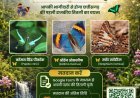 भोरमदेव अभ्यारण्य की ऑरेंज ओकलीफ को राजकीय तितली बनाने के लिए वोट करने की अपील