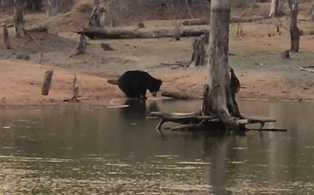 बालोद के वनांचल में बढ़ा वन्य जीवों का मूवमेंट, वन विभाग ने ग्रामीणों के लिए जारी किया अलर्ट