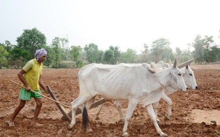 मानसून के साथ खेती ने पकड़ी रफ्तार, प्रदेश में 6.25 लाख हेक्टेयर में बोनी पूरी