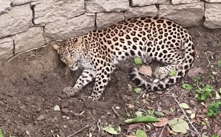 धमतरी के महमल्ला गांव के सूखे कुएं में गिरा तेंदुआ, वन विभाग का रेस्क्यू ऑपरेशन जारी