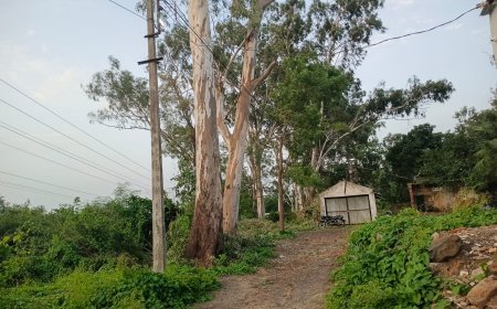बिना अनुमति पेड़ कटाई का आरोप, चांदामेटा में वन विभाग की कार्यप्रणाली पर उठे सवाल