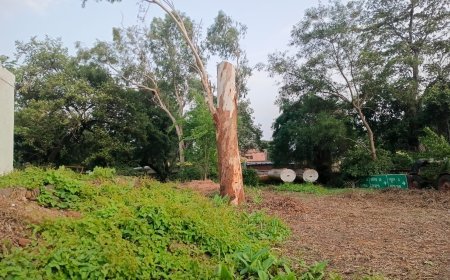 बिना अनुमति पेड़ कटाई का आरोप, चांदामेटा में वन विभाग और WCL कर्मचारियों पर उठे सवाल