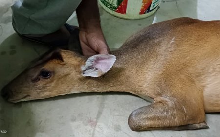 गरियाबंद में घायल चौसिंगा का सफल रेस्क्यू, वन विभाग ने बचाई दुर्लभ वन्यजीव की जान