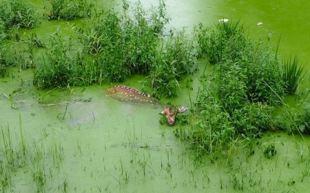 आवारा कुत्तों से बचने तालाब में कूदा हिरण, ग्रामीणों और वन विभाग ने बचाई जान