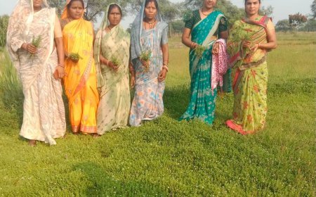 धमतरी मॉडल बना देश के लिए प्रेरणा, औषधीय पौधों की खेती से महिलाओं की बदली तकदीर