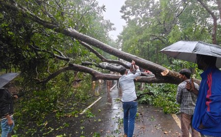 बालाघाट–चिकलाजोड़ी मार्ग पर गिरा विशाल पेड़, पुलिस और ग्रामीणों की तत्परता से दो घंटे में बहाल हुआ यातायात